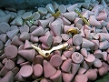 scraftsmanship8